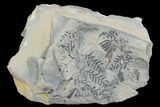 Pennsylvanian Fossil Flora (Neuropteris & Annularia) Plate - Kentucky #176769-1